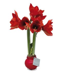 Waveup.shop4a2638ddf4 2