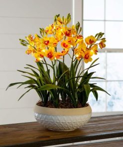 Waveup.shopbf7bdf5f31 1