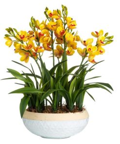 Waveup.shopbf7bdf5f31 2