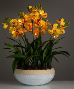 Waveup.shopbf7bdf5f31 3