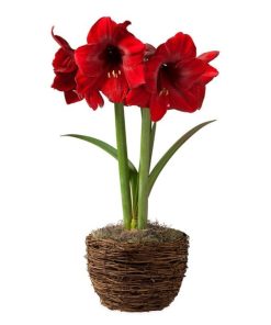 Waveup.shopdc39e792bb 1